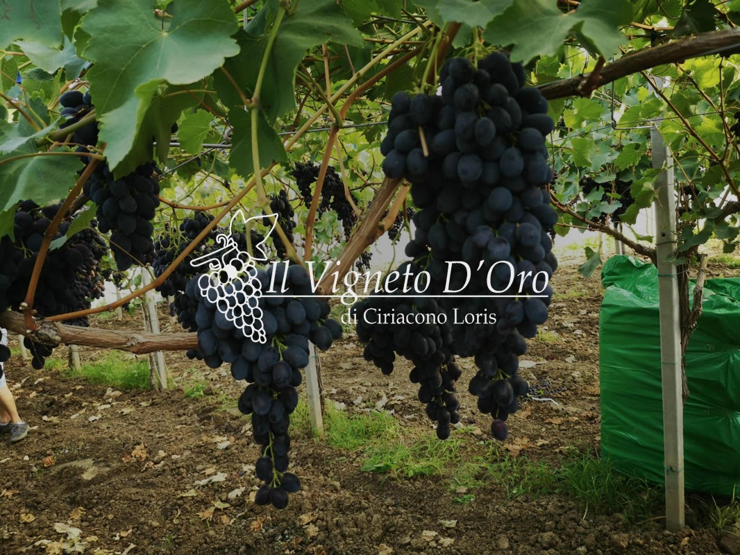 Il Vigneto d'Oro
